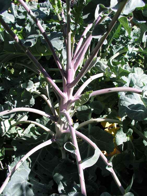 Kale Plant, "Red Russian"