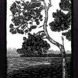 products/prints/B&W prints/Pine Tree