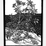 Black & white print of an Arbutus tree on a rocky bluff.